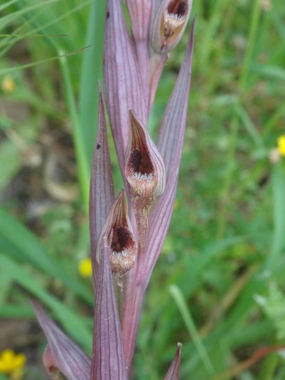 Serapias bergonii, photographed by Ben Costamagna