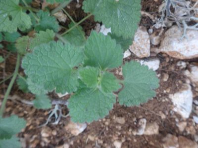 Lamium garganicum, photographed by Ben Costamagna