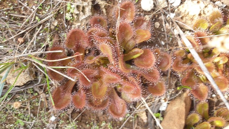 Drosera whittakeri, photographed by Rosalie Lawrence