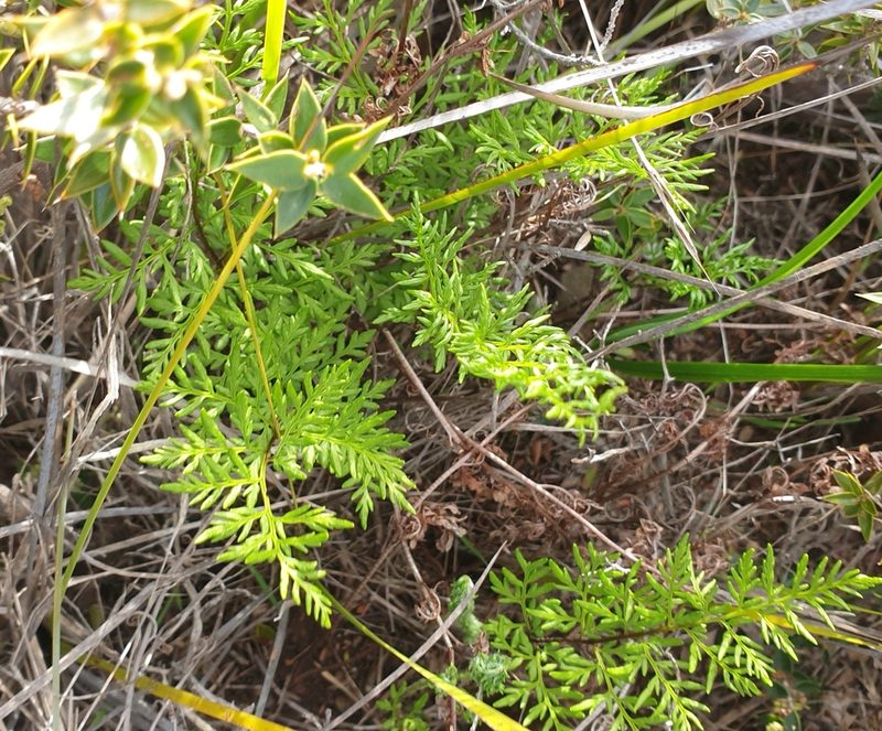 Cheilanthes austrotenuifolia, photographed by Rosalie Lawrence