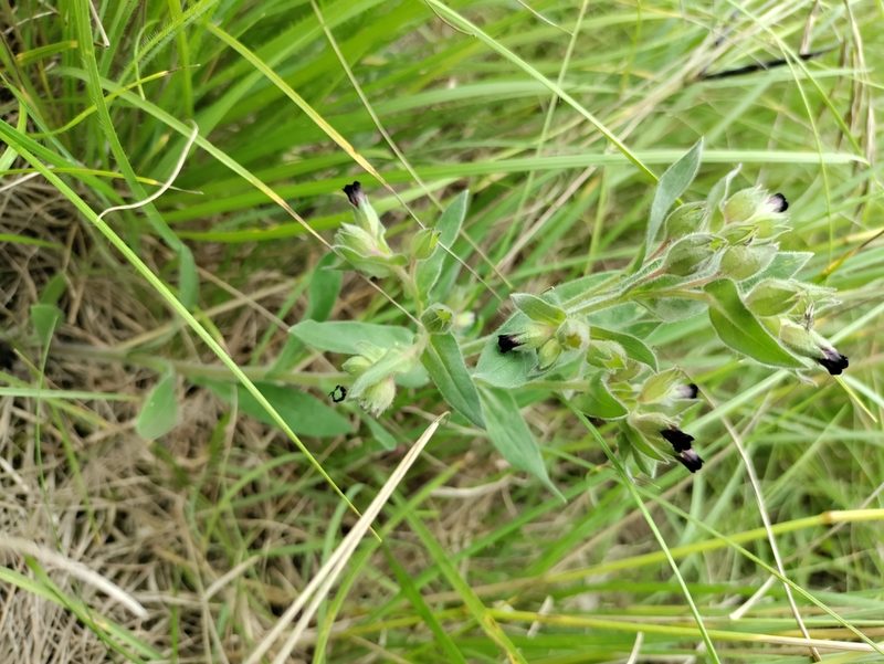 Nonea pulla, photographed by David Sandler