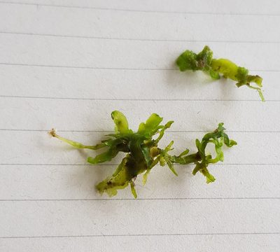 Aneura maxima, photographed by Helen Waterman