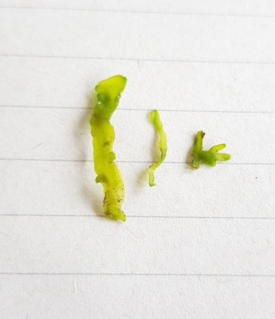 Aneura maxima, photographed by Helen Waterman