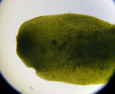 Aneura maxima, photographed by Helen Waterman
