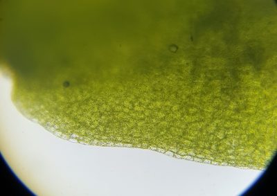 Aneura maxima, photographed by Helen Waterman