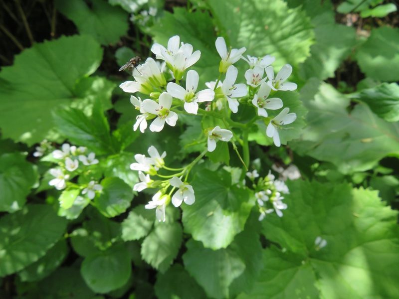 Cardamine asarifolia, photographed by Marco Mussita