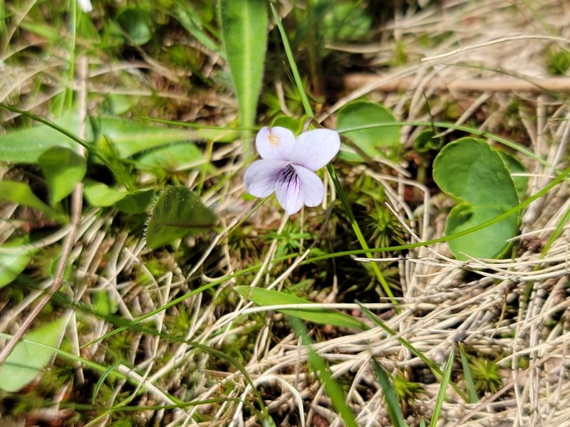 Viola palustris, photographed by Elias