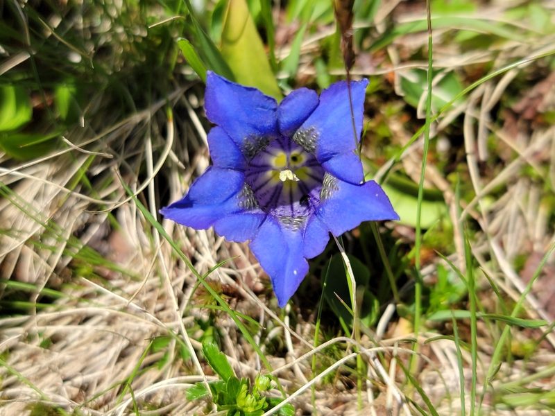 Gentiana acaulis, photographed by Elias