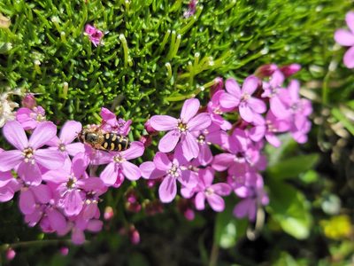 Silene acaulis