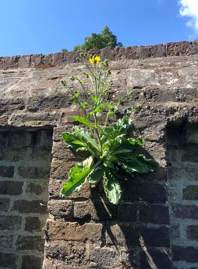 Hieracium amplexicaule, photographed by Piermario Maculan