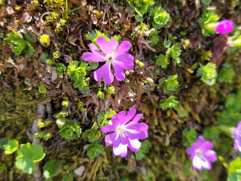 Primula minima, photographed by Elias
