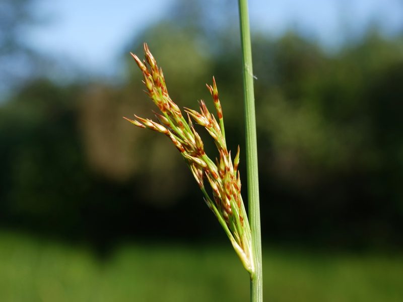Juncus inflexus, photographed by Wolfgang Jauch