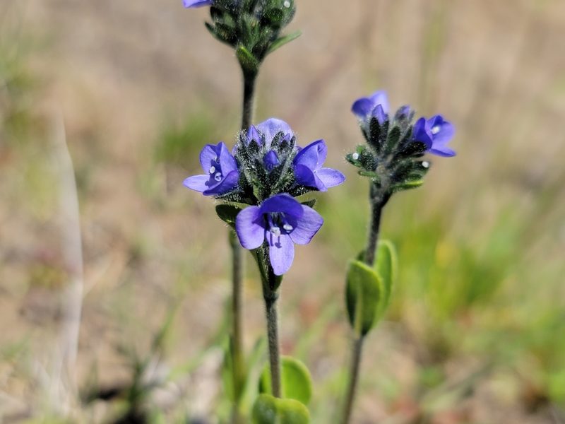 Veronica bellidioides, photographed by Elias