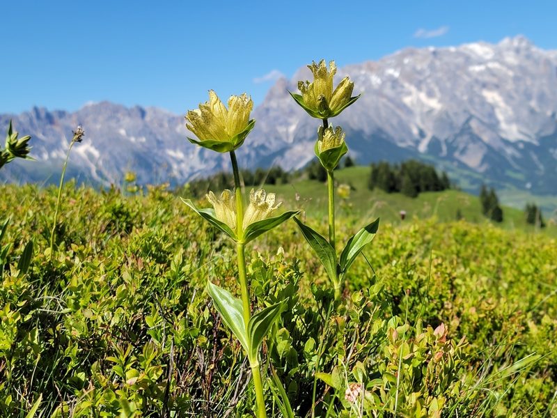 Gentiana punctata, photographed by Elias