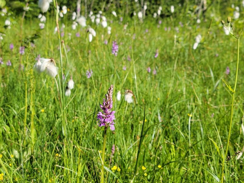 Dactylorhiza maculata, photographed by Elias