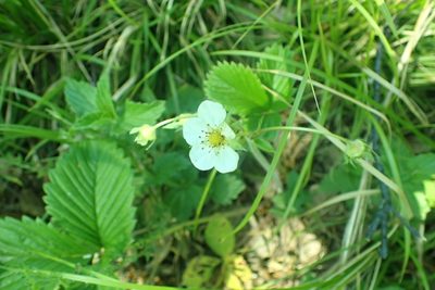 Fragaria viridis, photographed by Pavel Borodin