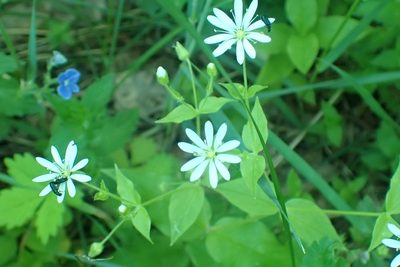 Stellaria bungeana, photographed by Pavel Borodin
