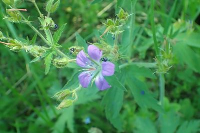 Geranium sylvaticum, photographed by Pavel Borodin