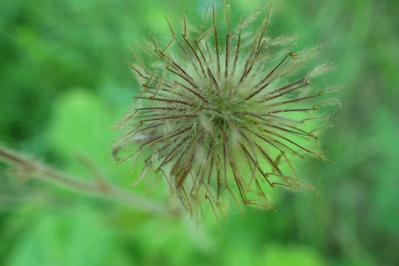 Geum rivale, photographed by Pavel Borodin