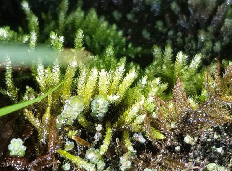 Heterocladium heteropterum, photographed by Helen Waterman