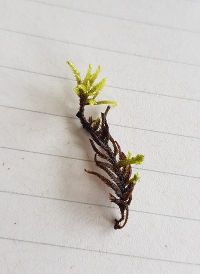 Heterocladium heteropterum, photographed by Helen Waterman