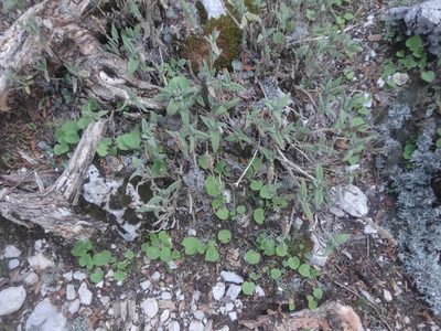 Salvia dorystaechas, photographed by Ben Costamagna