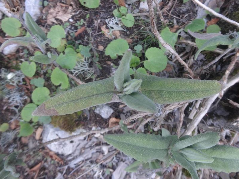Salvia dorystaechas, photographed by Ben Costamagna