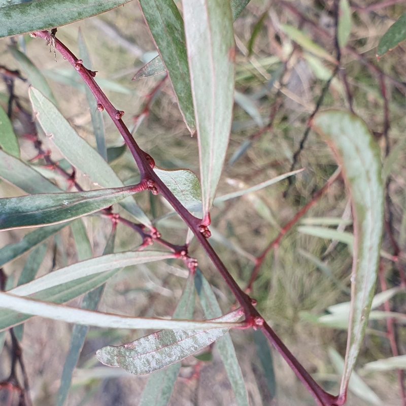 Daviesia mimosoides, photographed by ronavery