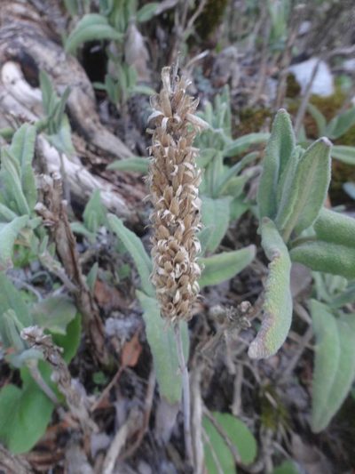 Salvia dorystaechas, photographed by Ben Costamagna