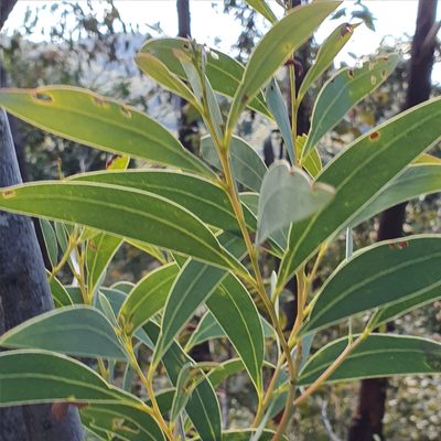 Acacia falciformis