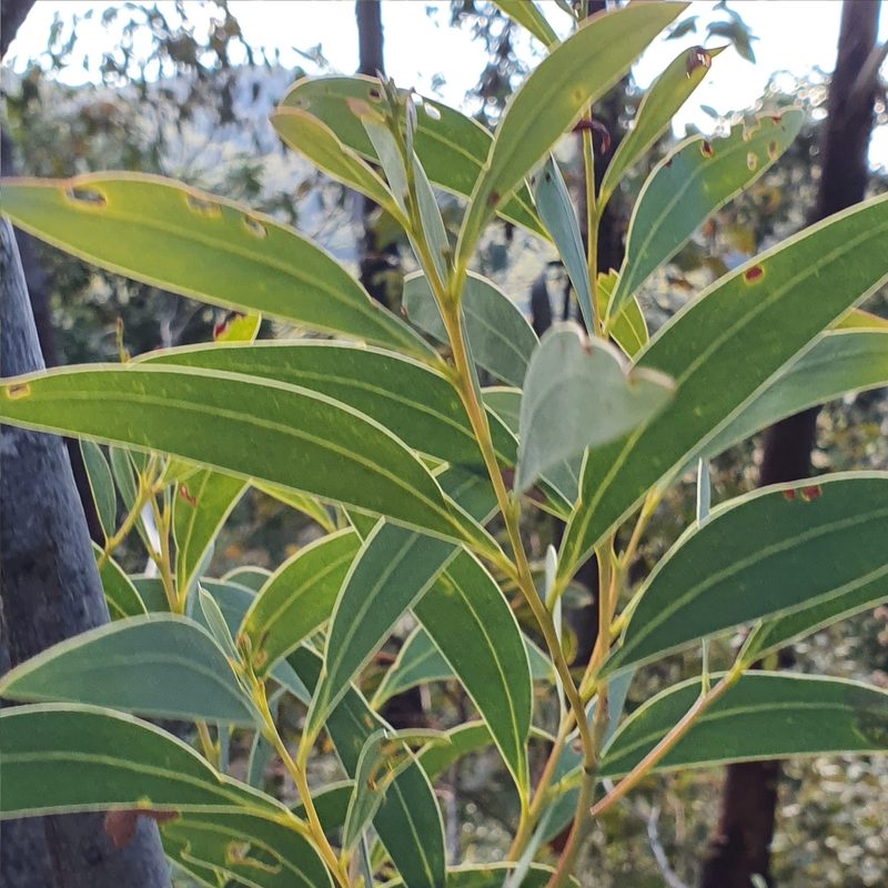 Acacia falciformis, photographed by ronavery