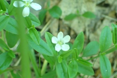 Moehringia lateriflora, photographed by Pavel Borodin
