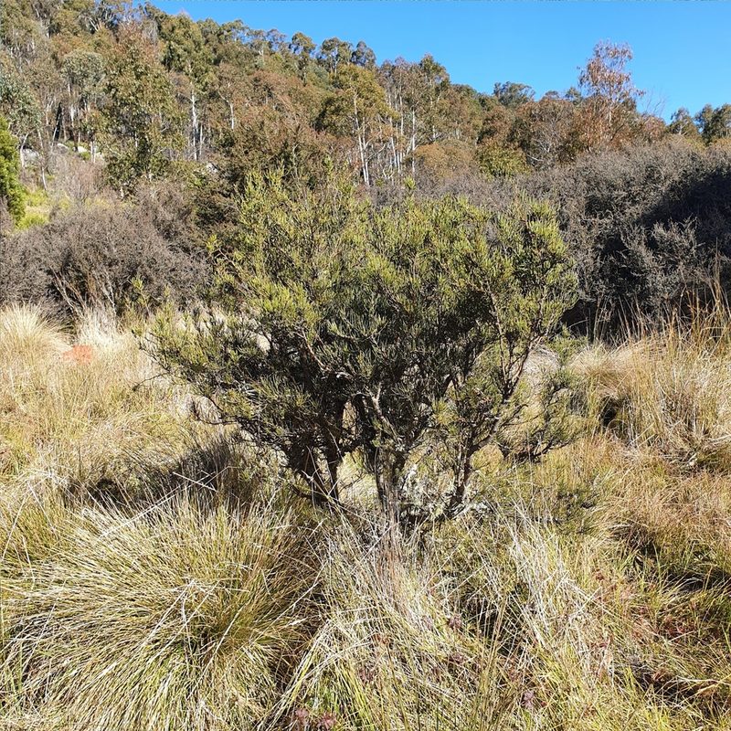 Hakea microcarpa, photographed by ronavery