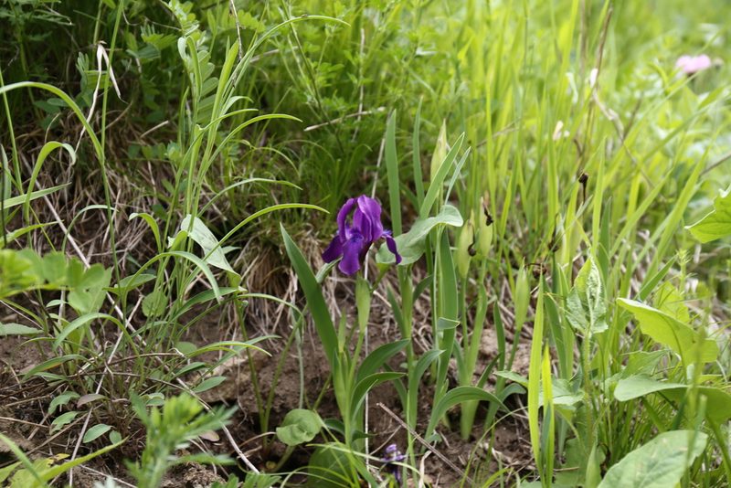 Iris furcata, photographed by Марина Ландшафтное бюро LOOK