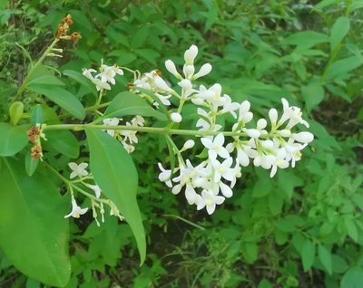Ligustrum vulgare, photographed by Andrey Polstianoi