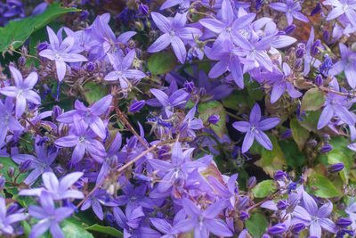 Campanula poscharskyana, photographed by Derek Winterburn