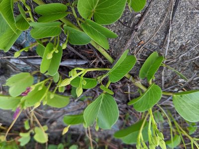Ipomoea pes-caprae, photographed by jackywu