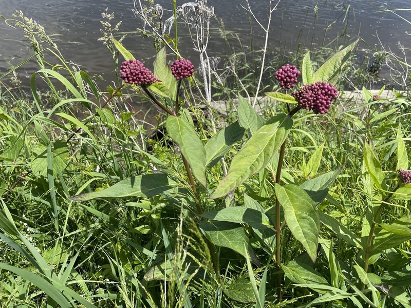 Asclepias incarnata, photographed by Tom Scavo