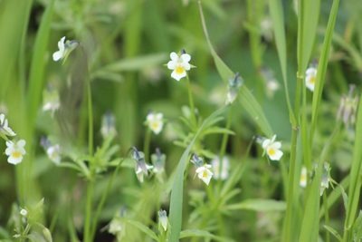 Viola arvensis, photographed by Tatiana Strus