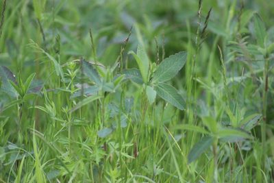 Comarum palustre, photographed by Tatiana Strus