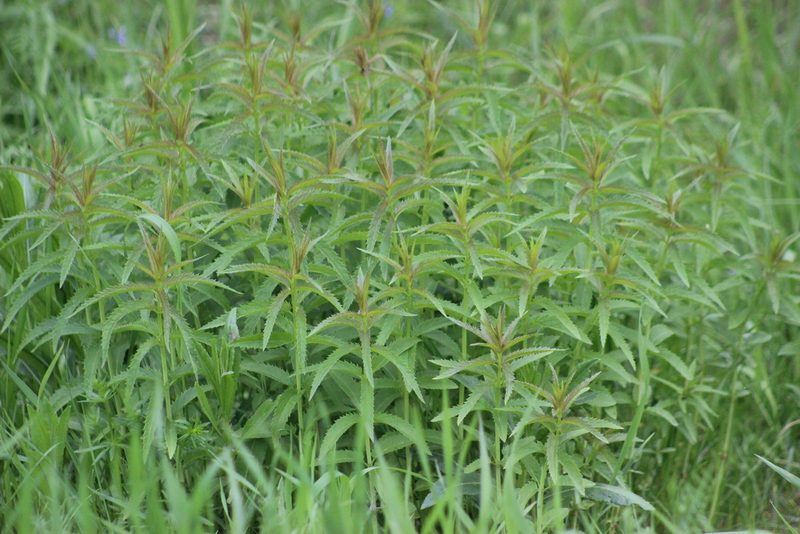 Veronica longifolia, photographed by Tatiana Strus