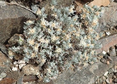 Helichrysum pumilio, photographed by Nicola van Berkel