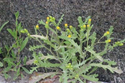 Senecio dubitabilis, photographed by Tatiana Strus