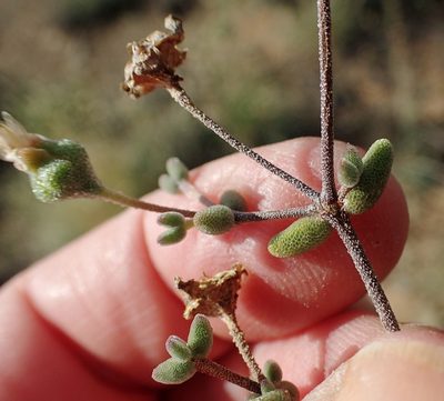 Drosanthemum karrooense, photographed by Nicola van Berkel