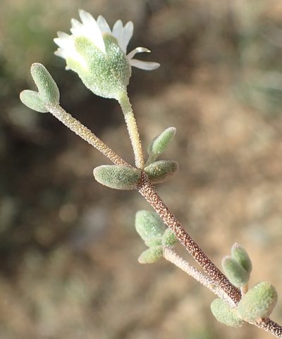 Drosanthemum karrooense, photographed by Nicola van Berkel