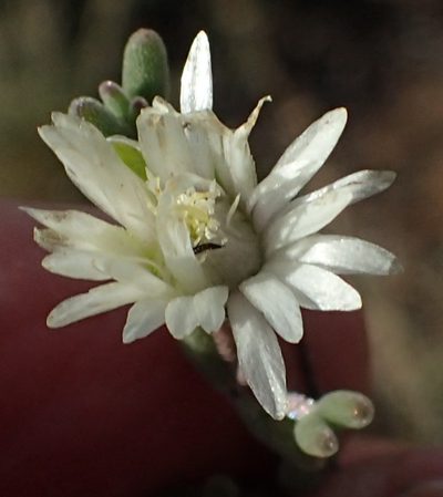 Drosanthemum karrooense, photographed by Nicola van Berkel
