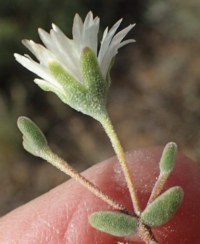 Drosanthemum karrooense, photographed by Nicola van Berkel