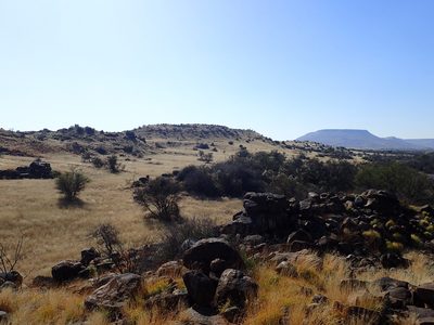 Themeda triandra, photographed by Mahomed Desai