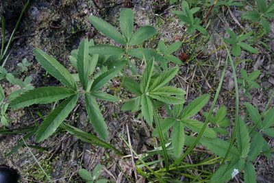 Comarum palustre, photographed by Оксана Серикова
