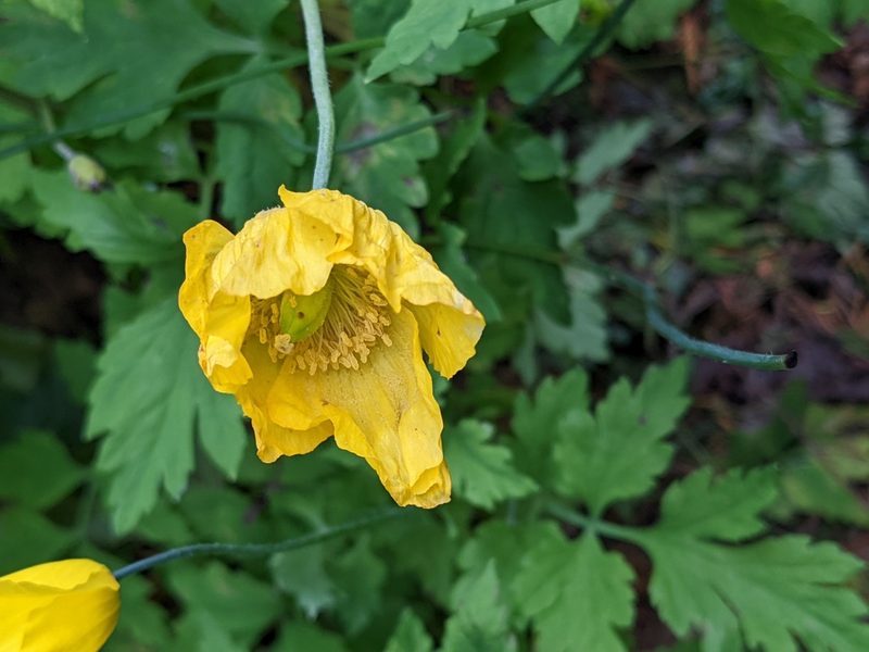 Parameconopsis cambrica, photographed by Martin Kalfatovic